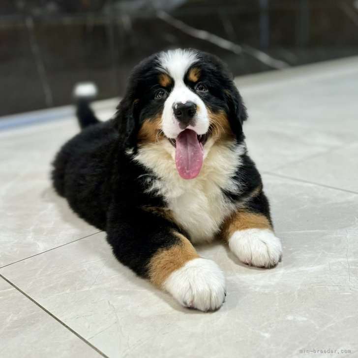 犬飼うなら何犬を飼いたい?
