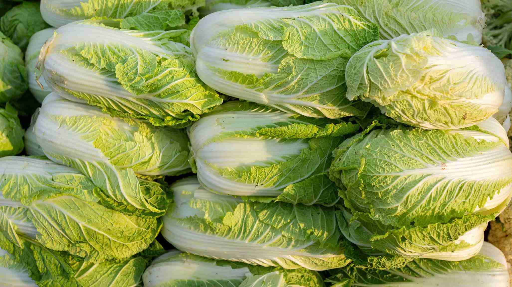 中国で白菜類の鮮度保持にホルムアルデヒド使用か　当局が調査（BBC News） - Yahoo!ニュース
