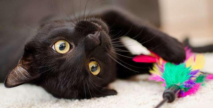 黒猫はおおらかで人懐こいってホント！？黒猫の性格や特徴