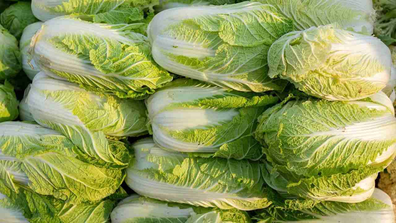 中国 白菜類に発がん性物質使用か - Yahoo!ニュース
