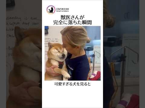 寝ながら獣医さんを虜にする方法 #柴犬