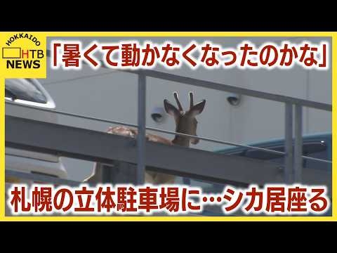 札幌の立体駐車場に…シカ居座る  「暑くて動かなくなったのかな」きょうは元気に歩く 市は様子見守る