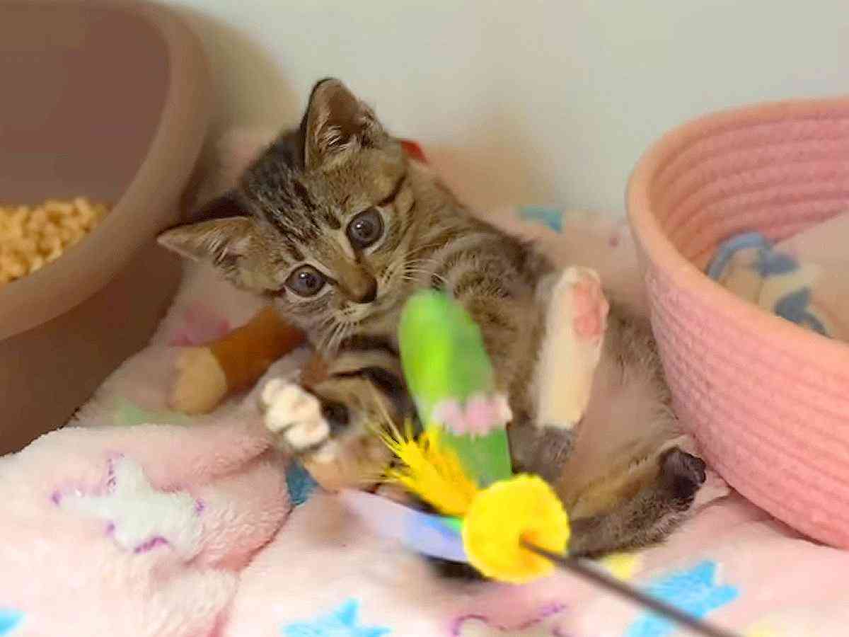 「真剣白刃取りお見事」 ねこちゃんホンポ