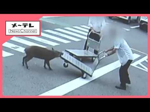 イノシシが猛スピードで…台車で応戦する一部始終　4人がけが　愛知・豊田市 (26/07/13 15:59)