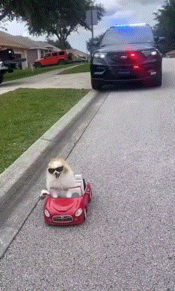 犬を飼っている人、車は何に乗っていますか?