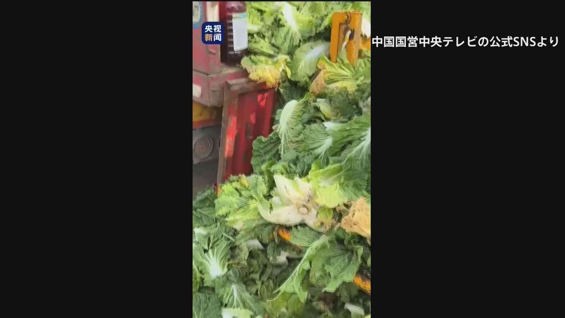 中国　白菜を発がん性指摘のホルムアルデヒドに浸したか「鮮度保つため」（TBS NEWS DIG Powered by JNN） - Yahoo!ニュース