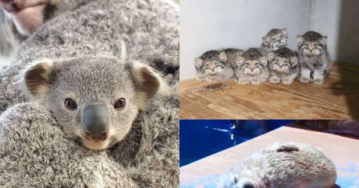 動物も”推し活”の時代！　「かわいい」で経済を動かす、全国動物園・水族館の“ベビー経済効果” | FRIDAYデジタル