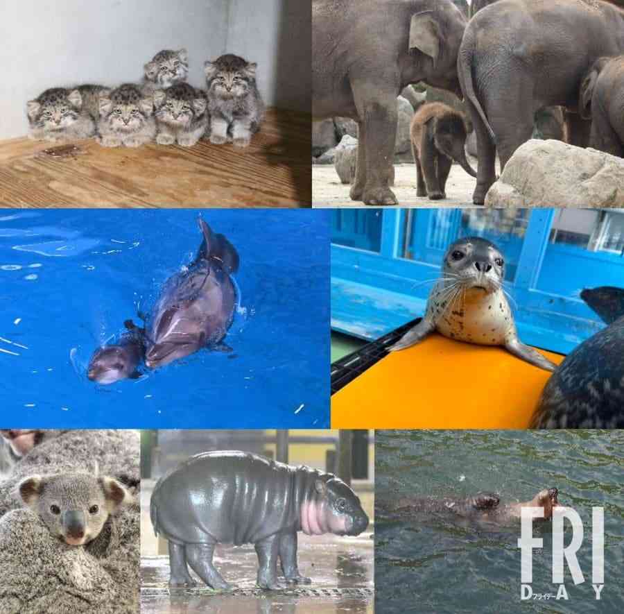 動物も”推し活”の時代! 「かわいい」で経済を動かす、全国動物園・水族館の“ベビー経済効果”