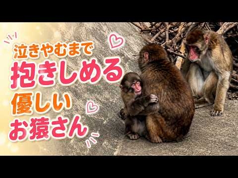 番外編 どうした！泣きじゃくるパンチくん【番外編】【市川市動植物園】ニホンザル