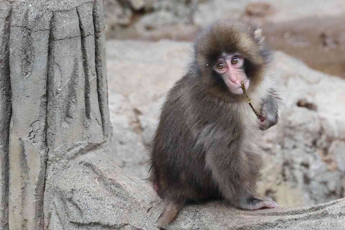 パンチくん負傷で複数個体を隔離　市川市動植物園「サル山全体を平穏に保つため」