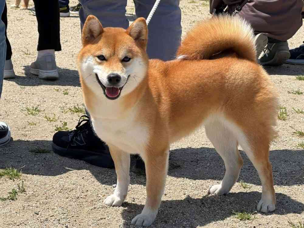 タイトルの一部を「柴犬」に変えちゃってくださいPart5