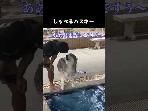 しゃべるハスキー　# shorts