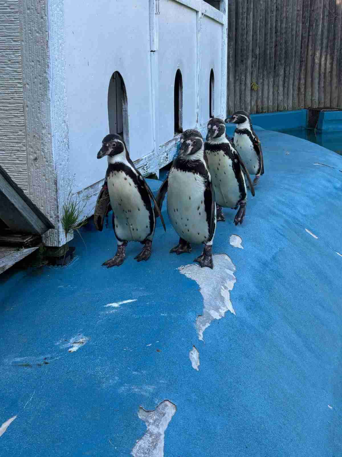 八木山動物公園、相次いで死亡したフンボルトペンギンの死因発表「『鳥マラリア』によるものと考えられます」  | オリコンニュース（ORICON NEWS）