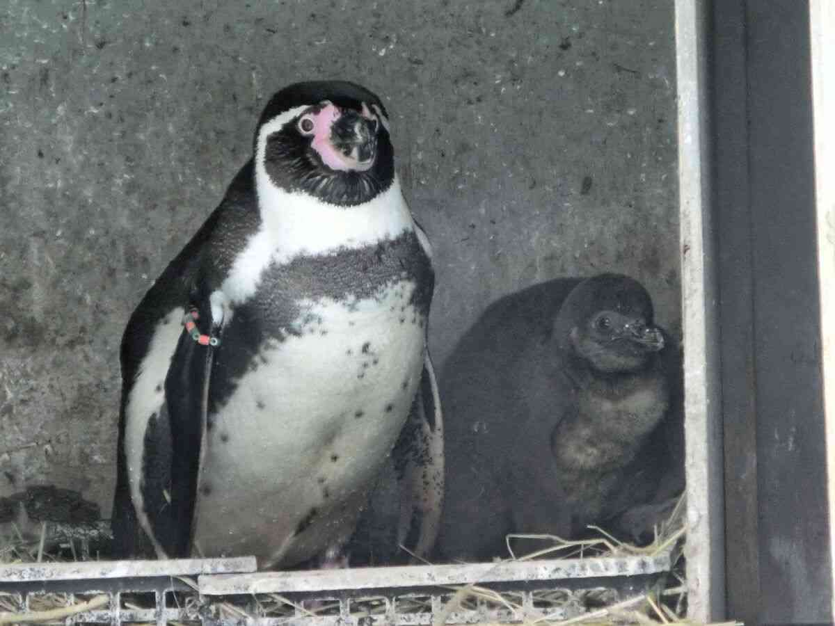 ペンギン全4羽が立て続けに死ぬ　仙台・八木山動物公園　原因を調査中