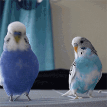 【オウム・インコ】鳥を飼っている人・鳥が好きな人【文鳥・梟】part5