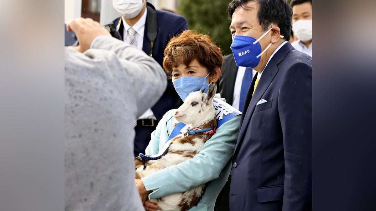 衆議院選挙:遊説に連れていたヤギ「利用しただけ」と批判殺到、当選議員が方針転換で飼育継続 : 読売新聞