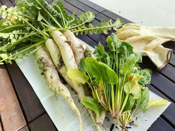 とれたて野菜の“無人販売所”を閉じる農家が増えている…「何度数えてもお金が足りない」被害に加えて「税務署が動いている」という噂も