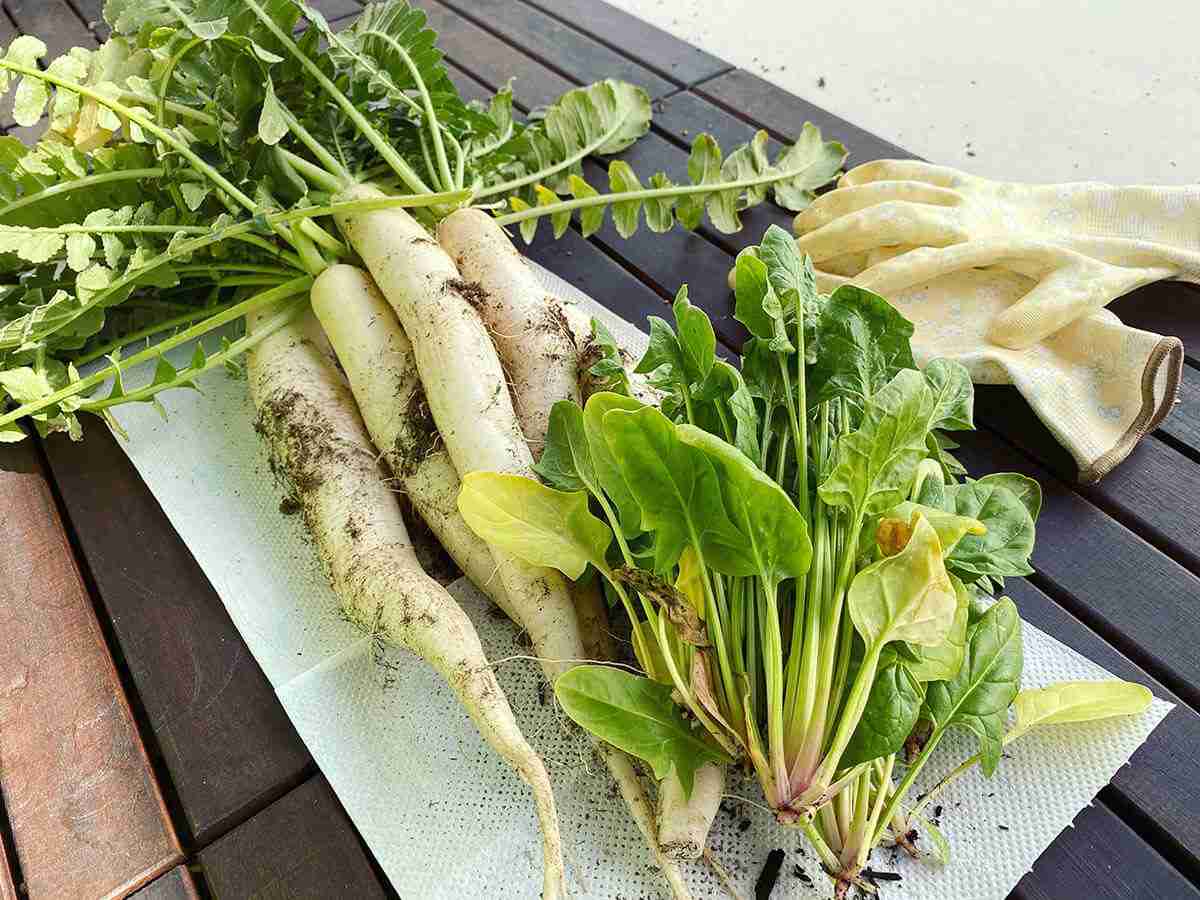 とれたて野菜の“無人販売所”を閉じる農家が増えている…「何度数えてもお金が足りない」被害に加えて「税務署が動いている」という噂も | デイリー新潮