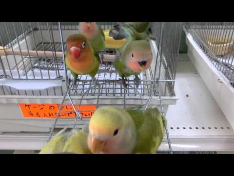 コザクラインコ軍団