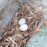>>14横ですが鳥が苦手です皆が鳥好きとはかぎりません | ガールズちゃんねる - Girls Channel -