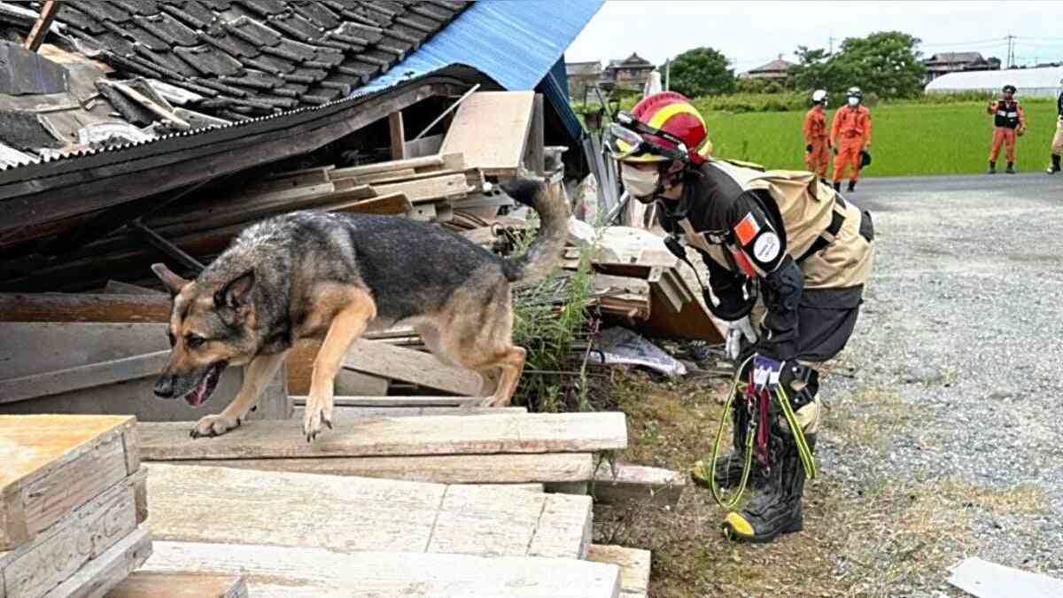 熊本地震　災害救助犬、建物倒壊が相次いだ熊本・八代で駆け巡る…下敷きになっている人いないかを１軒ずつ確認 : 読売新聞