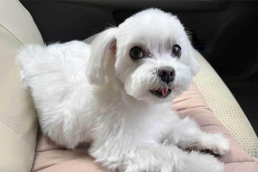 35度猛暑日の車内に犬が…目撃者怒り、飼い主に直接注意も「あー、そう？」に困惑　「誰でも飼えることはもう禁止に」悲痛の訴え（Hint-Pot） - Yahoo!ニュース