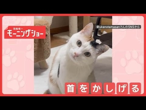 「ニャーに？」首かしげてお返事…からの衝撃の展開！　なぜ倒れるほど首かしげる？【羽鳥慎一モーニングショー】(2026年8月14日)
