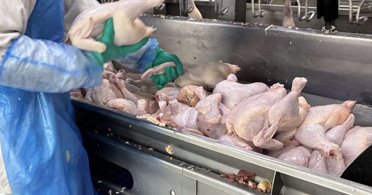 輸入鶏肉1～2割安　国内卸値　ブラジル・タイ産、供給回復　国産からシフト促す - 日本経済新聞