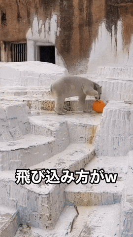 笑えるGIFが見たい