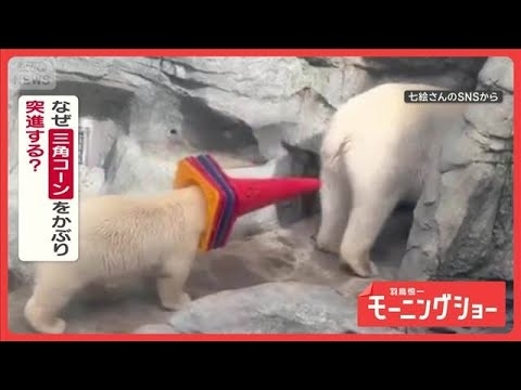 爆走！　三角コーンをかぶってお母さんのもとへ　突進するホッキョクグマさん　なぜ？【羽鳥慎一モーニングショー】(2026年8月19日)