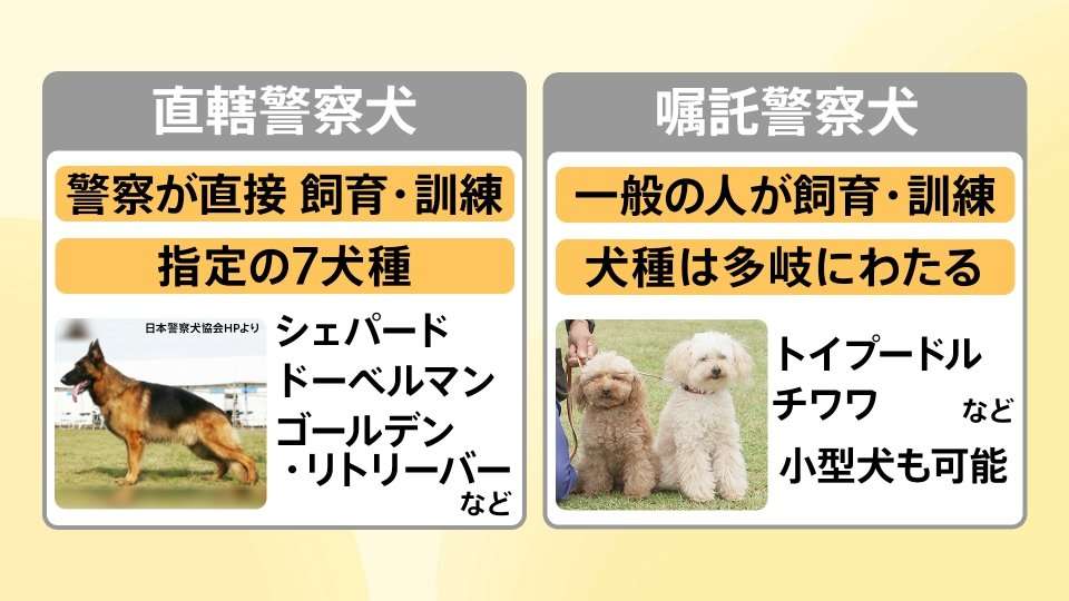 「吠えまくって手がつけられなかったのに…」ポメラニアン警察犬・ハクくんが指導員の指示をすぐに聞くようになった“素質”、現在は「適切な場面で吠える」訓練中