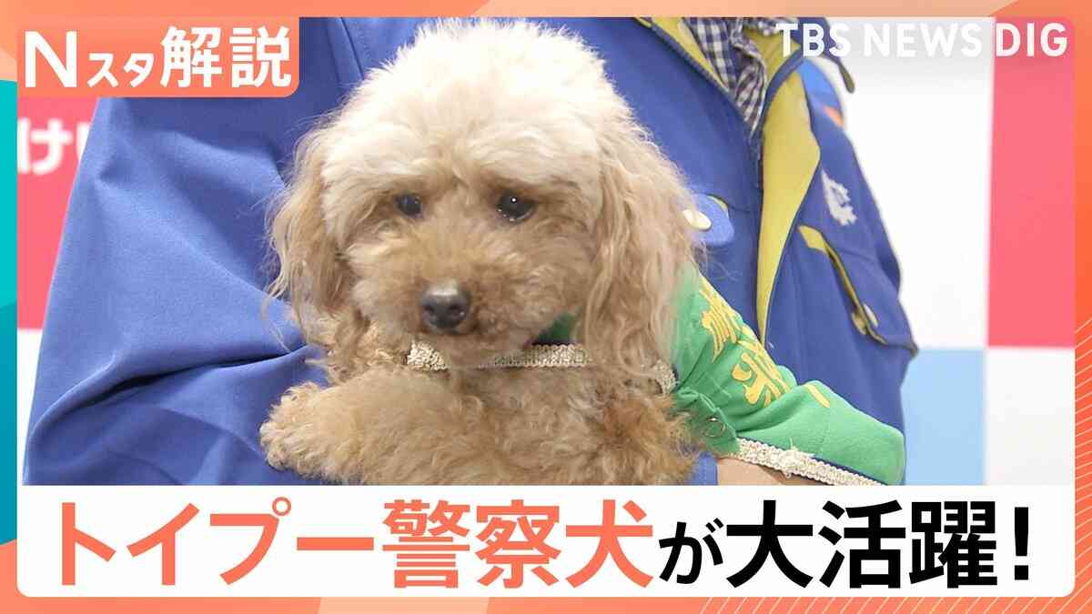 トイプードル警察犬親子で大活躍 シェパードなどの大型犬にはないメリットも