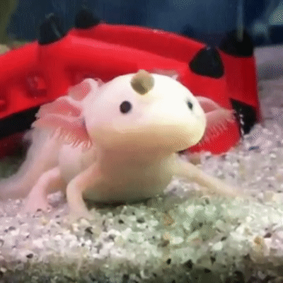 ずっと見ていられるGIF画像ください！part2