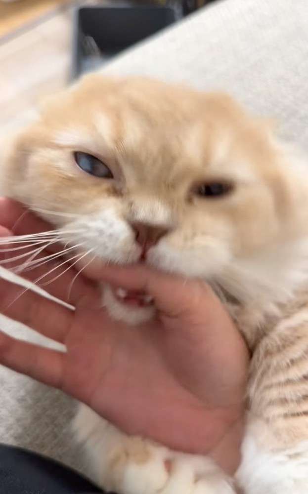 飼い主の手にじゃれていた猫、自分から指をパクリ→爪が当たって…思った以上に『被害者ヅラする光景』が765万再生「想像の倍w」「顔ww」