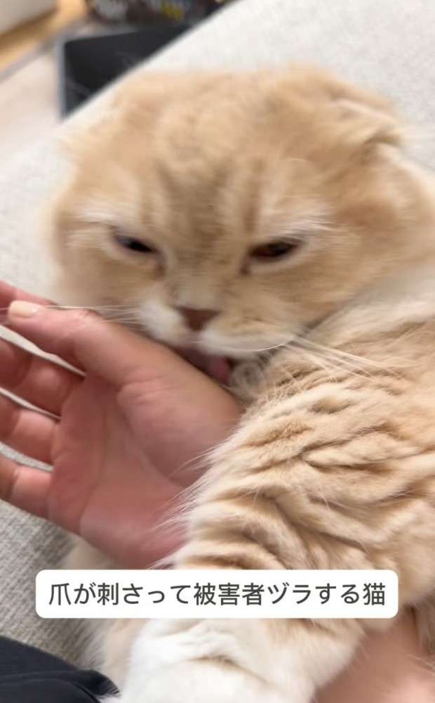 飼い主の手にじゃれていた猫、自分から指をパクリ→爪が当たって…思った以上に『被害者ヅラする光景』が765万再生「想像の倍ｗ」「顔ｗｗ」
