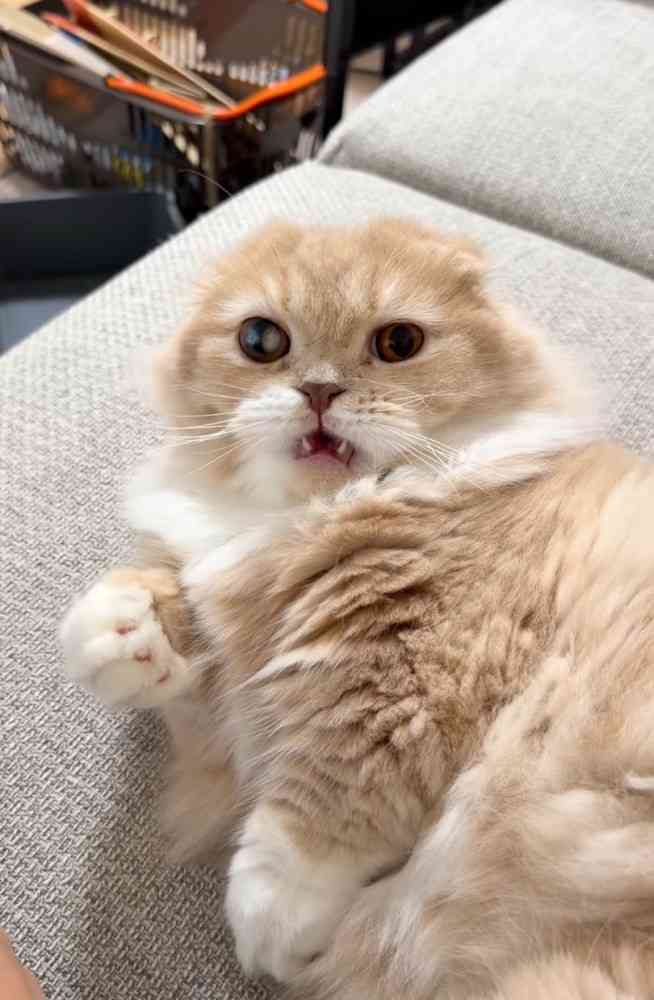 飼い主の手にじゃれていた猫、自分から指をパクリ→爪が当たって…思った以上に『被害者ヅラする光景』が765万再生「想像の倍w」「顔ww」