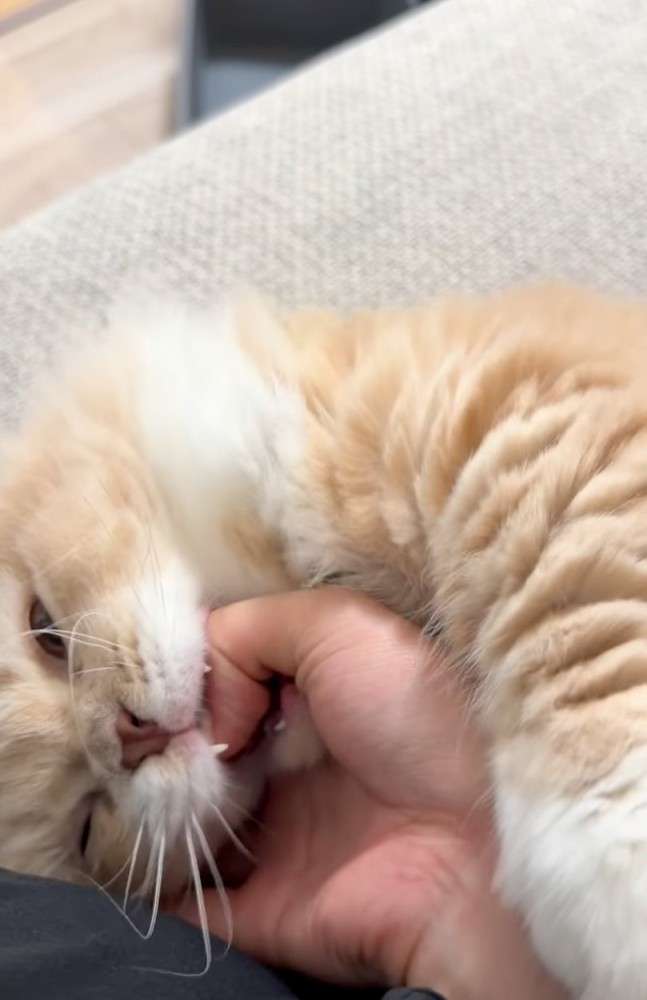 飼い主の手にじゃれていた猫、自分から指をパクリ→爪が当たって…思った以上に『被害者ヅラする光景』が765万再生「想像の倍w」「顔ww」