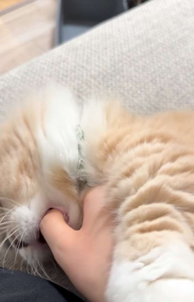 飼い主の手にじゃれていた猫、自分から指をパクリ→爪が当たって…思った以上に『被害者ヅラする光景』が765万再生「想像の倍w」「顔ww」