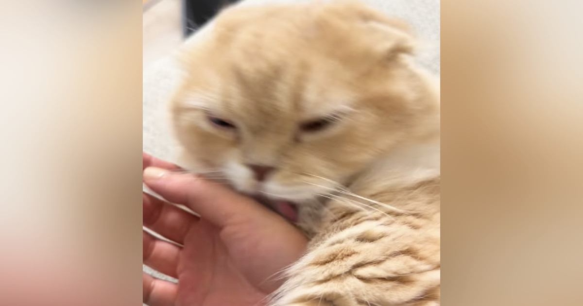 飼い主の手にじゃれていた猫、自分から指をパクリ→爪が当たって…思った以上に『被害者ヅラする光景』が765万再生「想像の倍ｗ」「顔ｗｗ」 | ねこちゃんホンポ