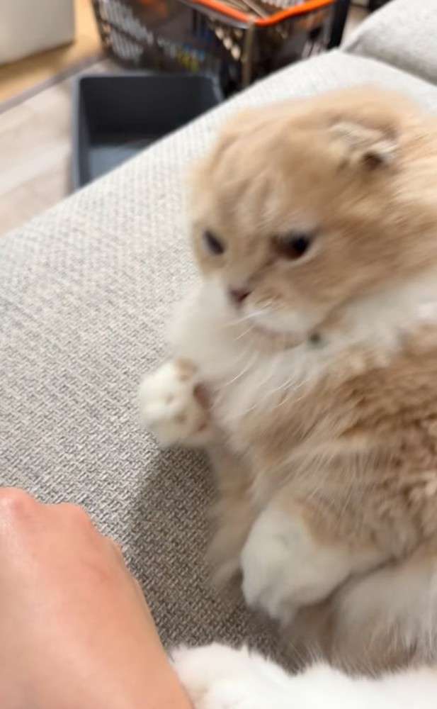 飼い主の手にじゃれていた猫、自分から指をパクリ→爪が当たって…思った以上に『被害者ヅラする光景』が765万再生「想像の倍w」「顔ww」
