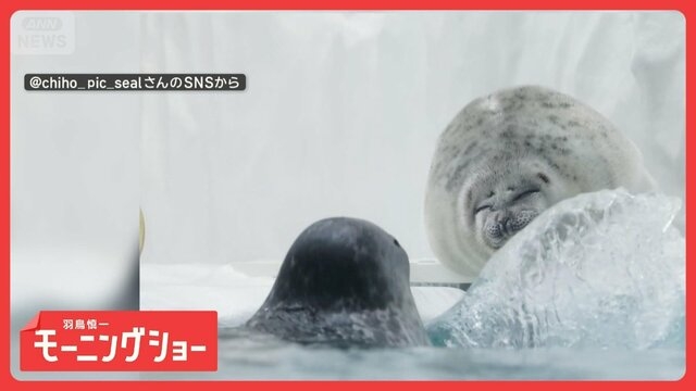 まったりしてるのに…突然「水バシャー！！」　怒るアザラシさん　意地悪されてるの？（テレ朝NEWS）｜ｄメニューニュース（NTTドコモ）