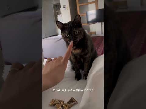 喉が痛い飼い主に飴を持ってきてくれる猫 #サビ猫 #cat #tortoiseshellcat