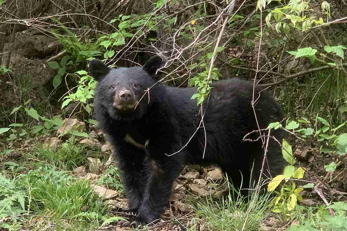 《水深1mの川にクマの入ったドラム缶を沈める》溺死での捕獲グマ処分は4～5年前から　「先人の経験から時間を決めていた」「溺死だけがフォーカスされ困惑」と町の担当者｜NEWSポストセブン
