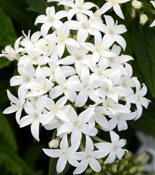 こんなに暑くても咲いてる花【褒め称えよう】