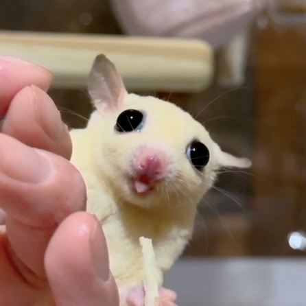 自慢のペット見せて〜!