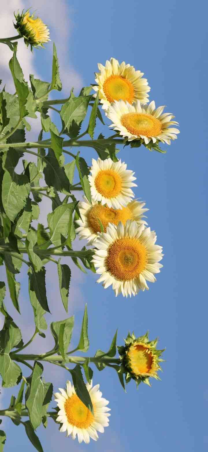 透視練習トピ🌻part9