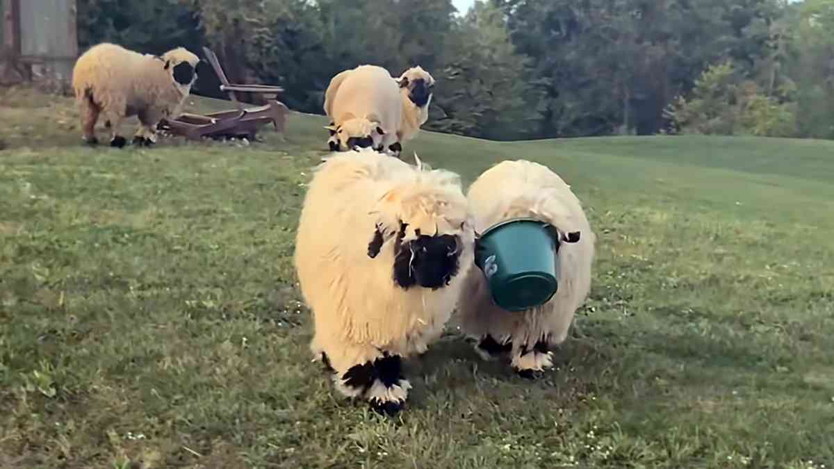 バケツがとれな~い!友達が飼い主のところまで誘導。やさしくてかわいい黒白羊たちの日常