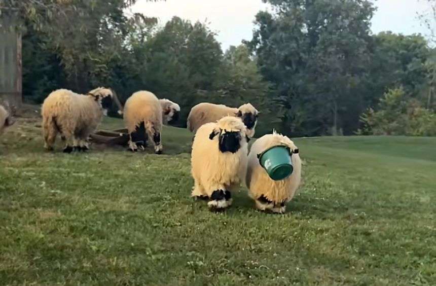 バケツがとれな~い!友達が飼い主のところまで誘導。やさしくてかわいい黒白羊たちの日常