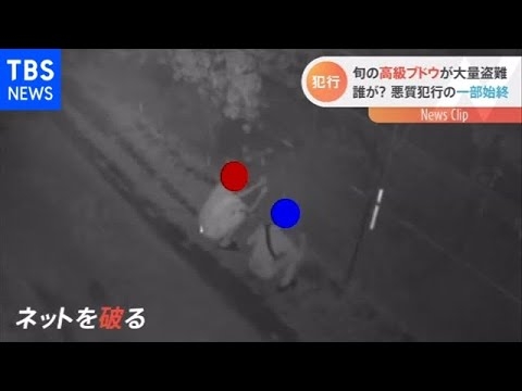 悪質！シャインマスカット泥棒の犯行が防犯カメラに【Nスタ】