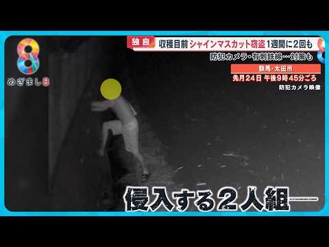 【独自】週に2回も…収穫目前シャインマスカット窃盗 枝ごと切り取る手口犯人は防カメ破壊し逃走【めざまし８ニュース】